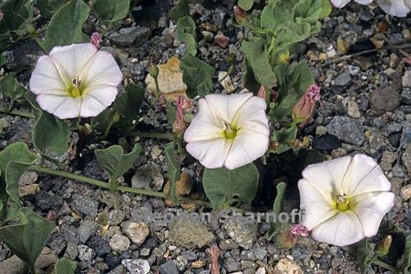 convolvulus arvensis 4 graphic